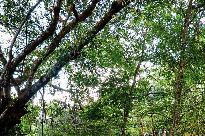 Private 4 hour Hiking Adventure + Breakfast in Nogalito Ecopark - Nogalito Ecopark: the jungle start that sets the tone