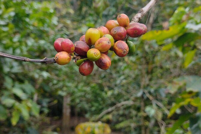 Private day trip to Magical San Sebastián del Oeste. - Tequila and Raicilla Tastings: What’s Included and How to Make It Enjoyable