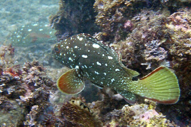 Private Snorkeling Adventure: Los Arcos & Colomitos Beach - Price and logistics: avoiding the common traps