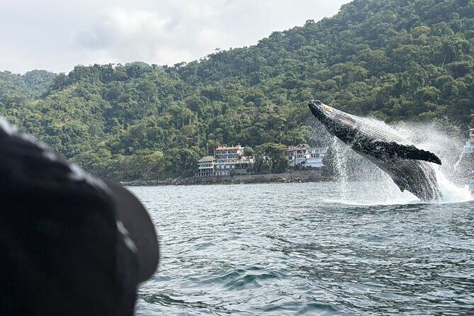 Private Tour 3 Hours of Whale Watching - Key highlights worth your attention