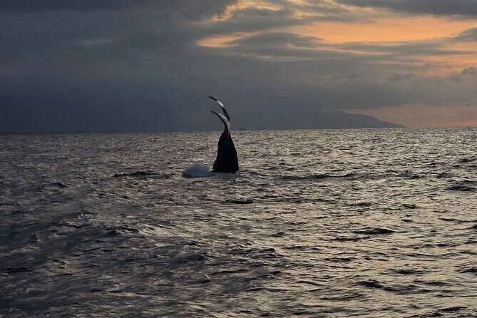 Private Tour 3 Hours of Whale Watching - Comfort details that make a real difference