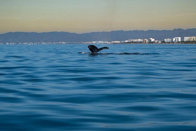 Private Tour 3 Hours of Whale Watching - Private by design: what “up to 8” changes