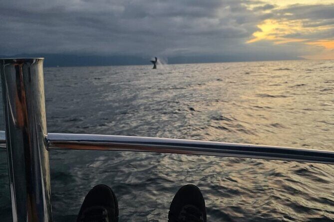 Private Tour 3 Hours of Whale Watching - Price vs. value: what $315 for a group really means