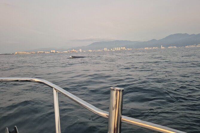 Private Tour 3 Hours of Whale Watching - The 3-hour rhythm: how the time feels on the water