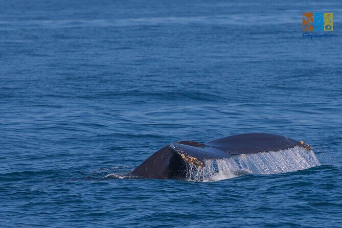 Private Whale watching Puerto Vallarta - Key Highlights You’ll Actually Care About