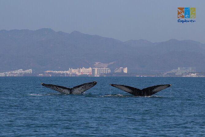 Private Whale watching Puerto Vallarta - Private Whale Watching in Banderas Bay: What This Trip Really Offers