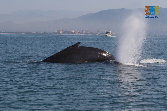 Private Whale watching Puerto Vallarta - What You Might See: Whales, Dolphins, Turtles, and Mantas
