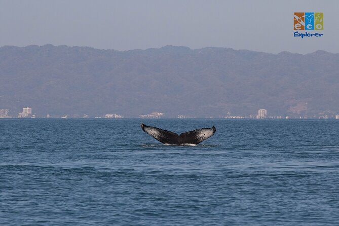Private Whale watching Puerto Vallarta - Why the Hydrophone Makes a Difference