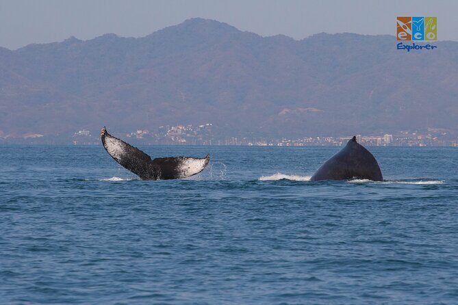 Private Whale watching Puerto Vallarta - Guides Like Carlos, Hector, and Emilio: The Human Part That Changes Everything