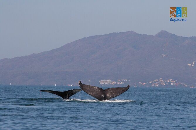 Private Whale watching Puerto Vallarta - Snacks, Bottled Water, and the Life Vest Plan
