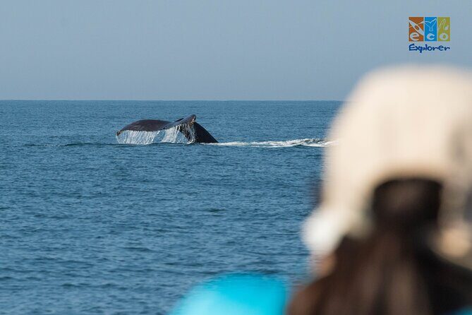 Private Whale watching Puerto Vallarta - Price and Value: $650 for Up to 6 (Plus the $6 Government Fee)