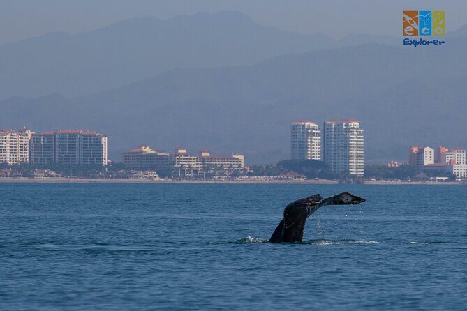 Private Whale watching Puerto Vallarta - Where You Start: Marina Vallarta and the 11:30 AM Timing