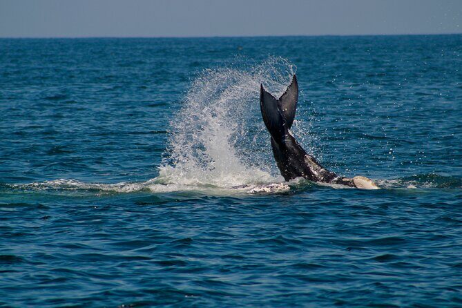 Private Whale Watching Sailing Tour - Key Highlights You’ll Actually Care About