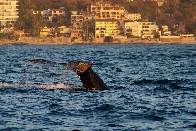 Private Whale Watching Sailing Tour - A Private Whale Watching Sailing Tour From Marina Vallarta (Not a Crowded Day Trip)