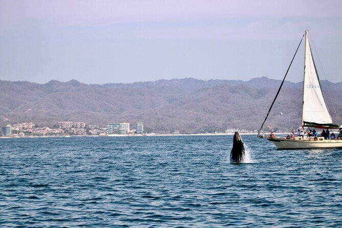 Private Whale Watching Sailing Tour - Ricky Ricardo and the Crew: Friendly, Extra-Mile Service Without the Fuss