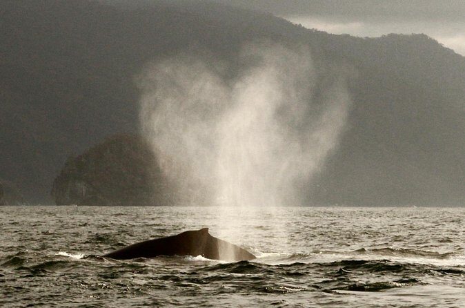 Private Whale Watching Sailing Tour - How the $832.52 Price Works for Groups Up to 15