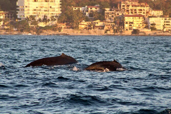 Private Whale Watching Sailing Tour - Who This Tour Fits Best (And Who Might Reconsider)