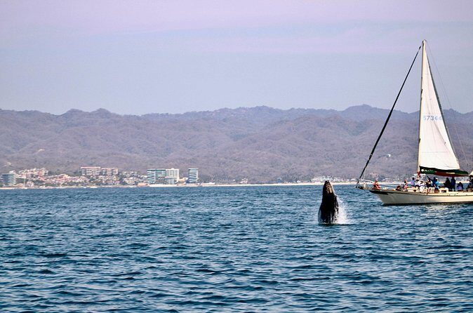 Private Whale Watching Sailing Tour - Practical Tips Before You Book (So the Day Feels Easy)
