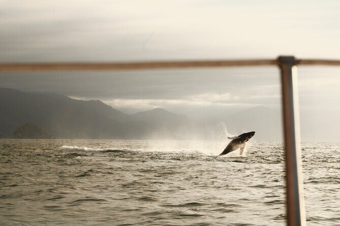 Private Whale Watching Sailing Tour - The Main Event: Searching for Whales From Afar Near the National Park