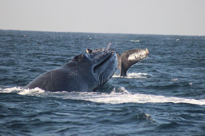 Private Whale Watching Tour in Puerto Vallarta - Quick takeaways before you go