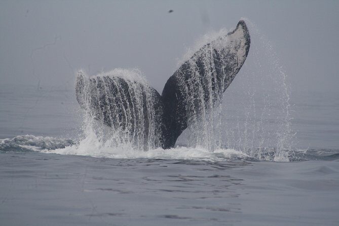 Private Whale Watching Tour in Puerto Vallarta - The dock-to-water flow: meeting point, check-in feel, and first cruise out