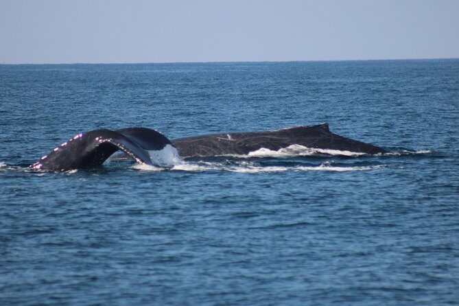 Private Whale Watching Tour in Puerto Vallarta - The boat, the pace, and why a small group helps (especially with families)