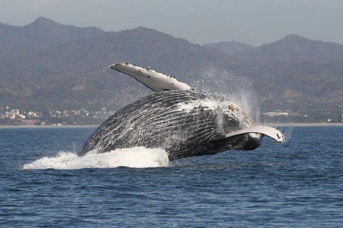 Private Whale Watching Tour in Puerto Vallarta - Lunch on the water: the 360° deli setup and what’s included