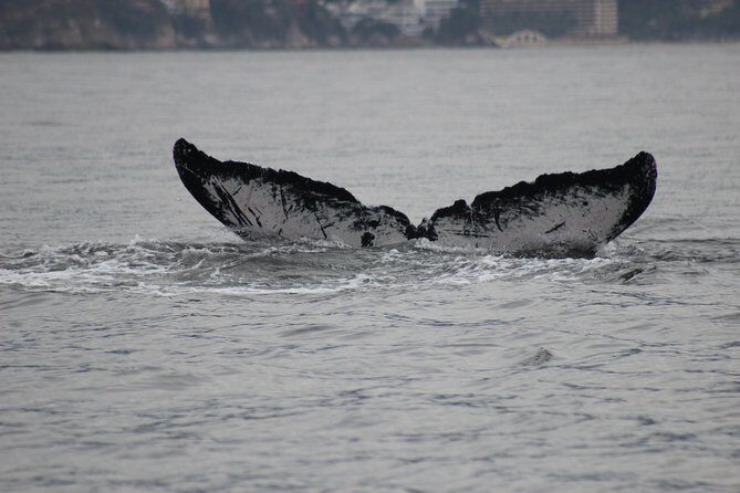 Private Whale Watching Tour in Puerto Vallarta - Marine life beyond whales: dolphins, sea turtles, and the whole bay story