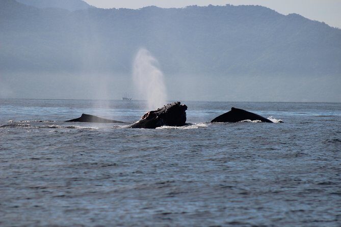 Private Whale Watching Tour in Puerto Vallarta - Who should book this private whale watch (and who might want a different style)
