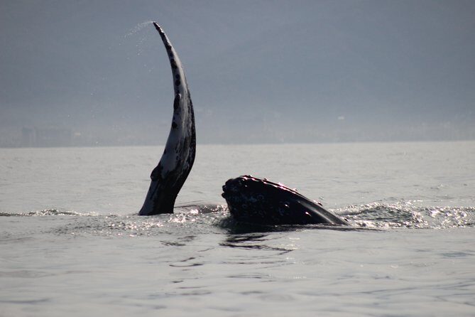 Private Whale Watching Tour in Puerto Vallarta - How close is close: whale spotting rules and the 30-minute sight window