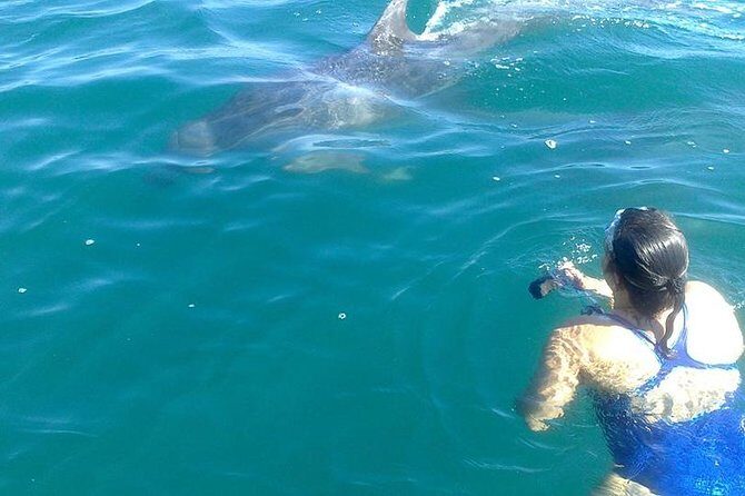 Private Wild Dolphin Encounter in Puerto Vallarta - Bahia de Banderas Cruising: Searching for Resident Dolphin Pods