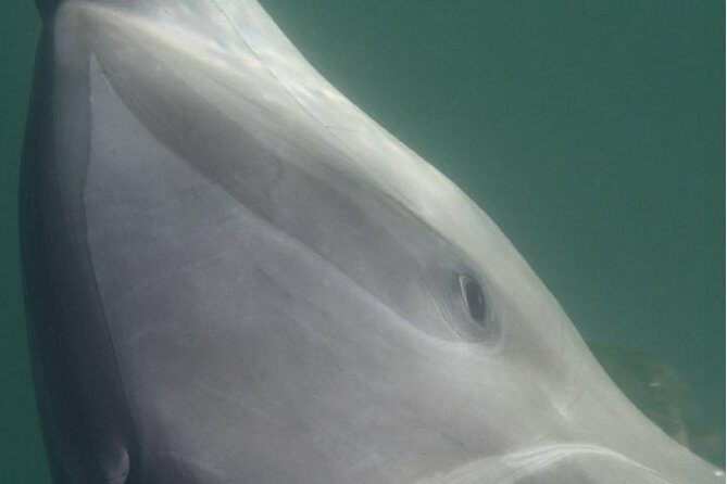 Private Wild Dolphin Encounter in Puerto Vallarta - Snorkeling Gear, Lunch, Drinks, and the Stuff That Keeps It Comfortable