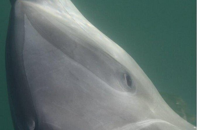 Private Wild Dolphin Encounter in Puerto Vallarta - Price and Value: What $675.33 Means for a Private Group