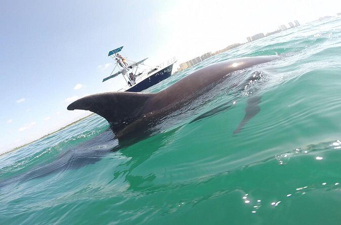 Private Wild Dolphin Encounter in Puerto Vallarta - Who This Dolphin Swim Fits Best (and Who Might Struggle)