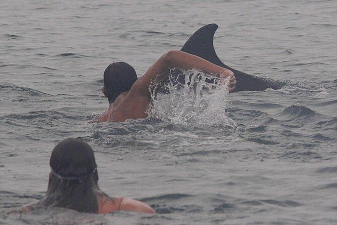 Private Wild Dolphin Encounter in Puerto Vallarta - Thalia and the Marine Biologist Approach: Learning While You Watch