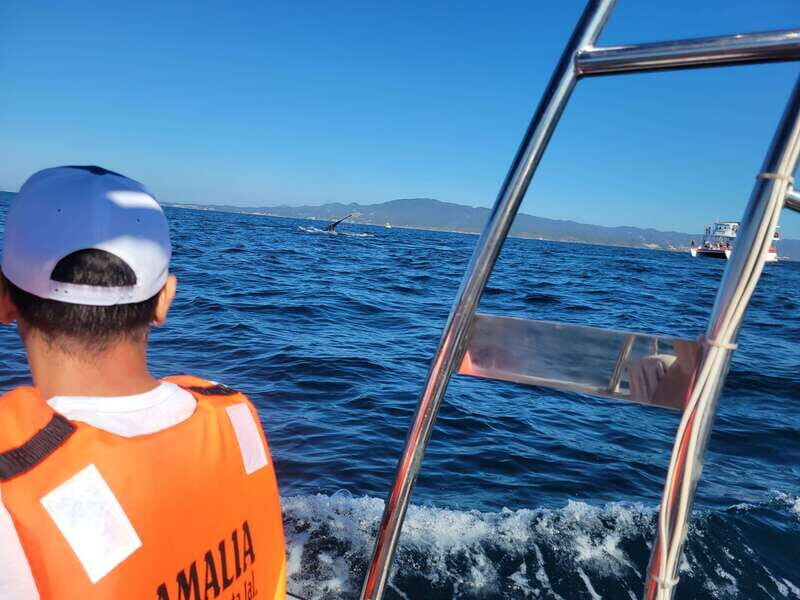 Puerto Vallarta: 3-Hour Whale Watching and Snorkeling - What the 3-hour plan really means once you’re on the water