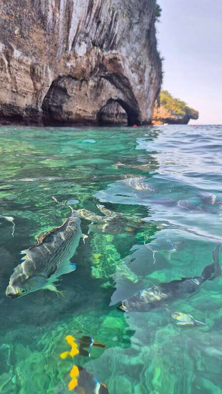 Puerto Vallarta: 3-Hour Whale Watching and Snorkeling - Dolphin chances and how they fit into the story
