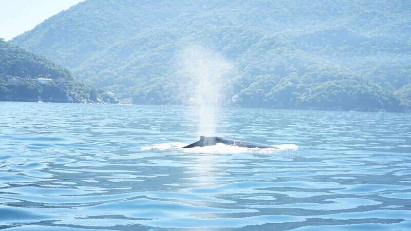 Puerto Vallarta: 3-Hour Whale Watching and Snorkeling - The marina start, check-in, and the port tax detail