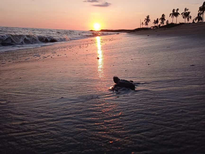 Puerto Vallarta: Baby Turtle Release in Conservation Area - Key things I’d circle in your planning