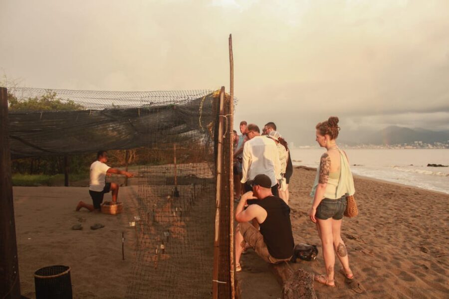 Puerto Vallarta: Baby Turtle Release in Conservation Area - Price and value: what $40 gets you (and what to double-check)