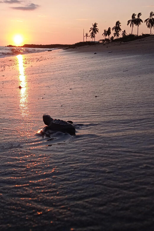 Puerto Vallarta: Baby Turtle Release in Conservation Area - Where the olive ridley work happens (and why this tour is different)