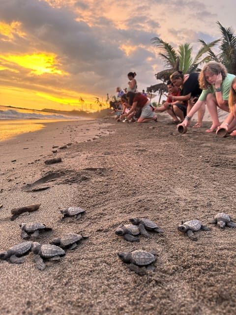 Puerto Vallarta: Baby Turtle Release in Conservation Area - Campsite teaching: how eggs go from nest to incubation