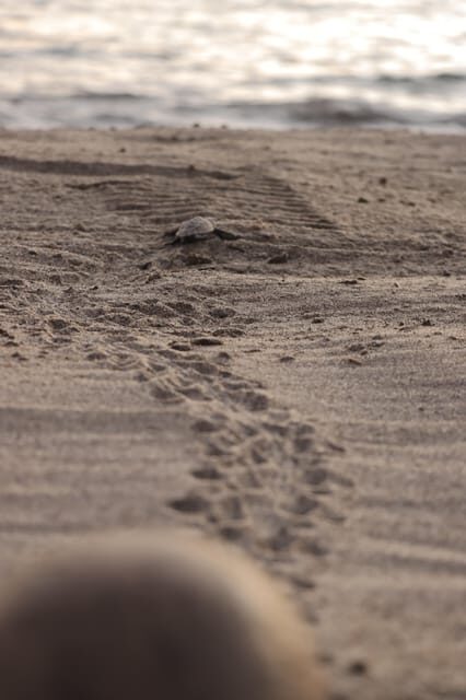 Puerto Vallarta: Baby Turtle Release in Conservation Area - The sunset over the bay: when the moment turns quiet
