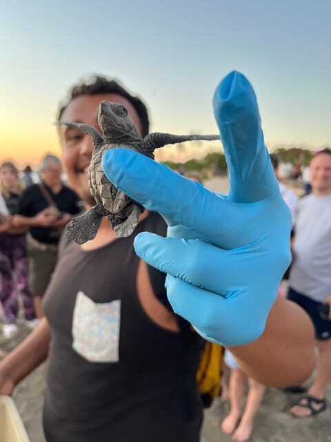 Puerto Vallarta: Baby Turtle Release in Conservation Area - Getting to the meeting point without stress
