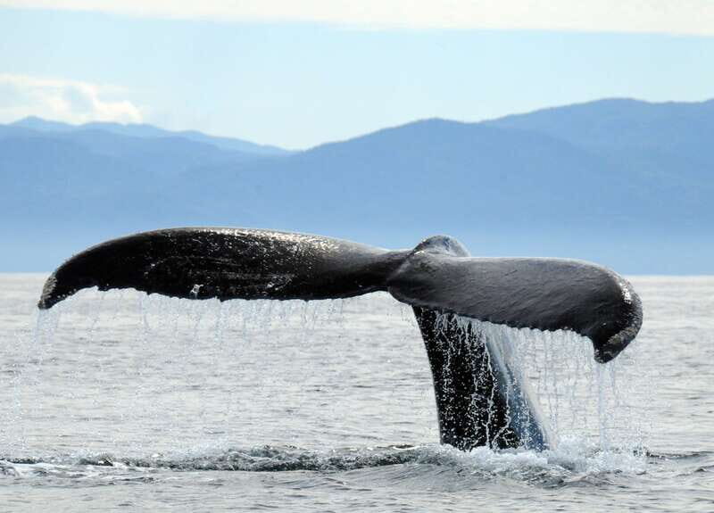 Puerto Vallarta: Humpback Whale Research Adventure Tour - Meeting EcoTours Vallarta and getting your humpback game plan