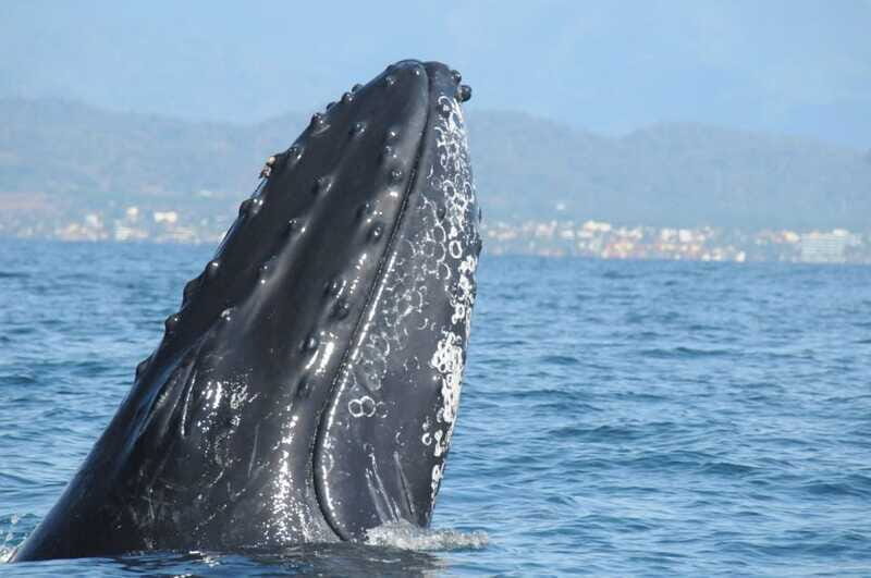 Puerto Vallarta: Humpback Whale Research Adventure Tour - What the guides do that makes the learning stick