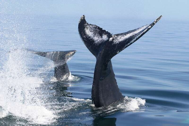 Puerto Vallarta: Humpback Whale Research Adventure Tour - Price and value: what you’re paying for (and what to plan for)