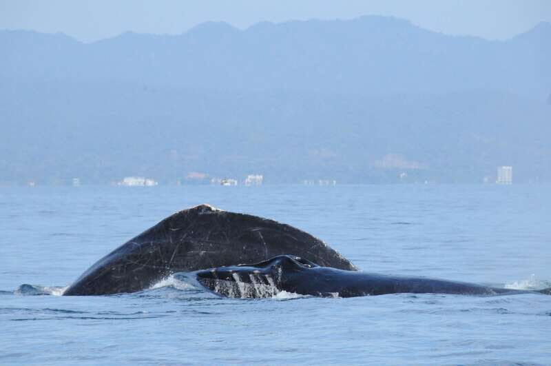 Puerto Vallarta: Humpback Whale Research Adventure Tour - Who should book this whale tour—and who should skip it