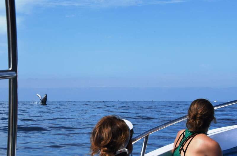 Puerto Vallarta: Humpback Whale Research Adventure Tour - Should you book the Puerto Vallarta Humpback Whale Research Adventure?
