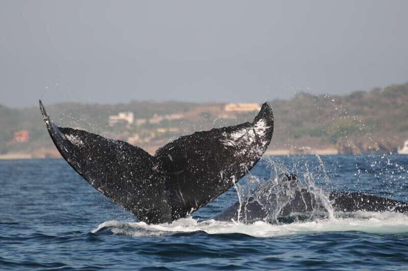 Puerto Vallarta: Humpback Whale Research Adventure Tour - FAQ